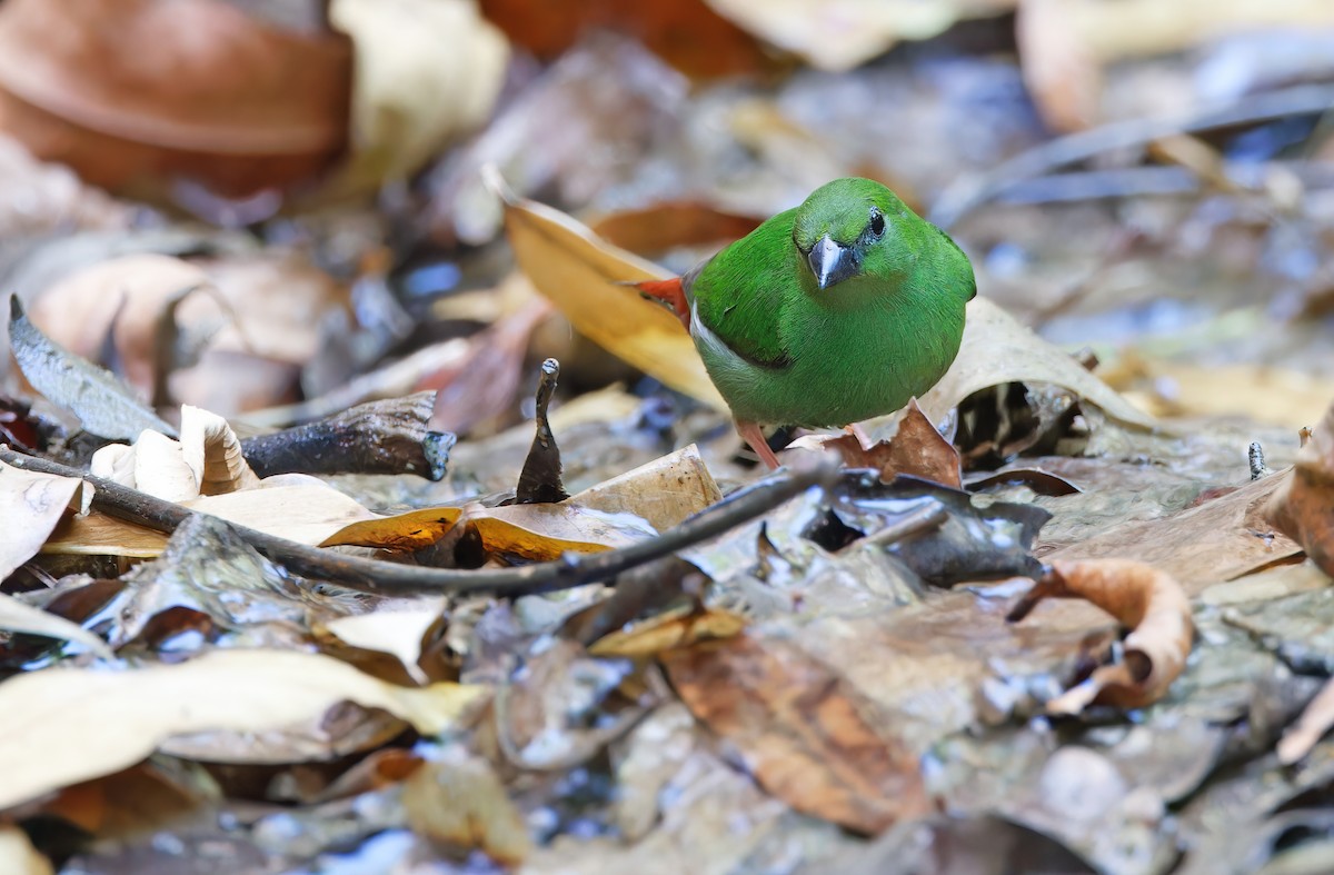 Green-faced Parrotfinch - Robert Hutchinson