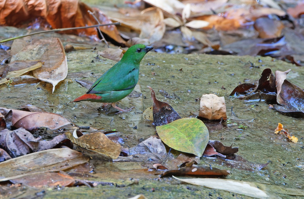 Green-faced Parrotfinch - ML619170042