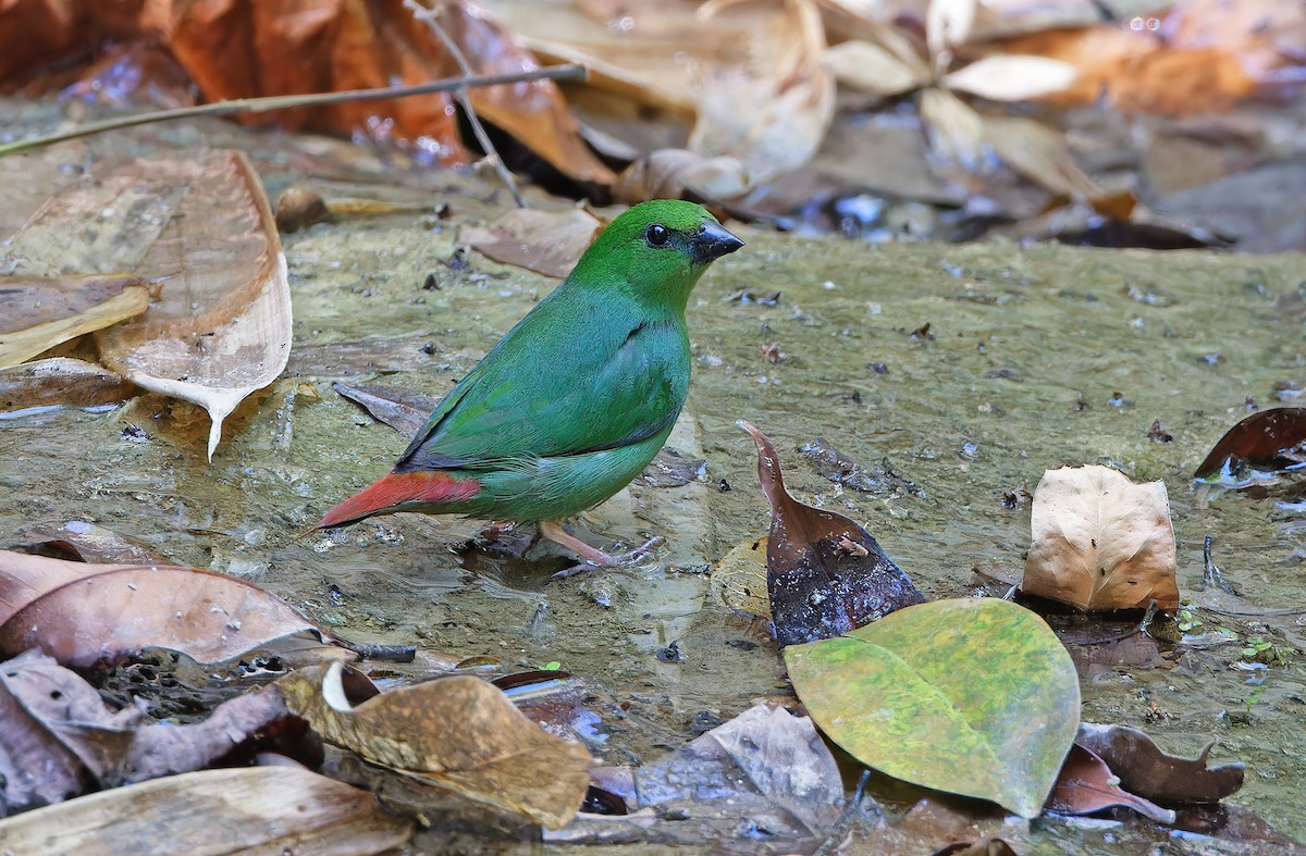 Green-faced Parrotfinch - Robert Hutchinson