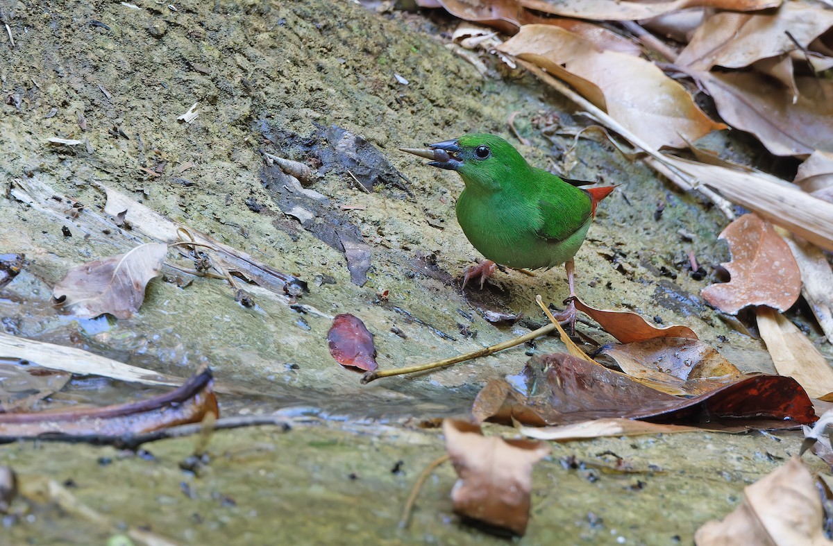 Green-faced Parrotfinch - Robert Hutchinson