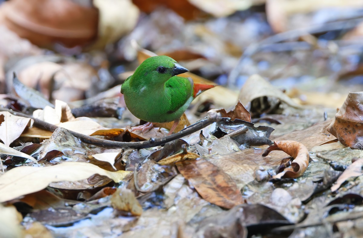 Green-faced Parrotfinch - Robert Hutchinson