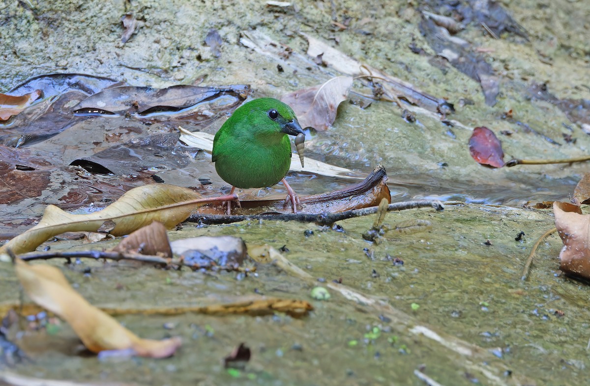 Green-faced Parrotfinch - Robert Hutchinson