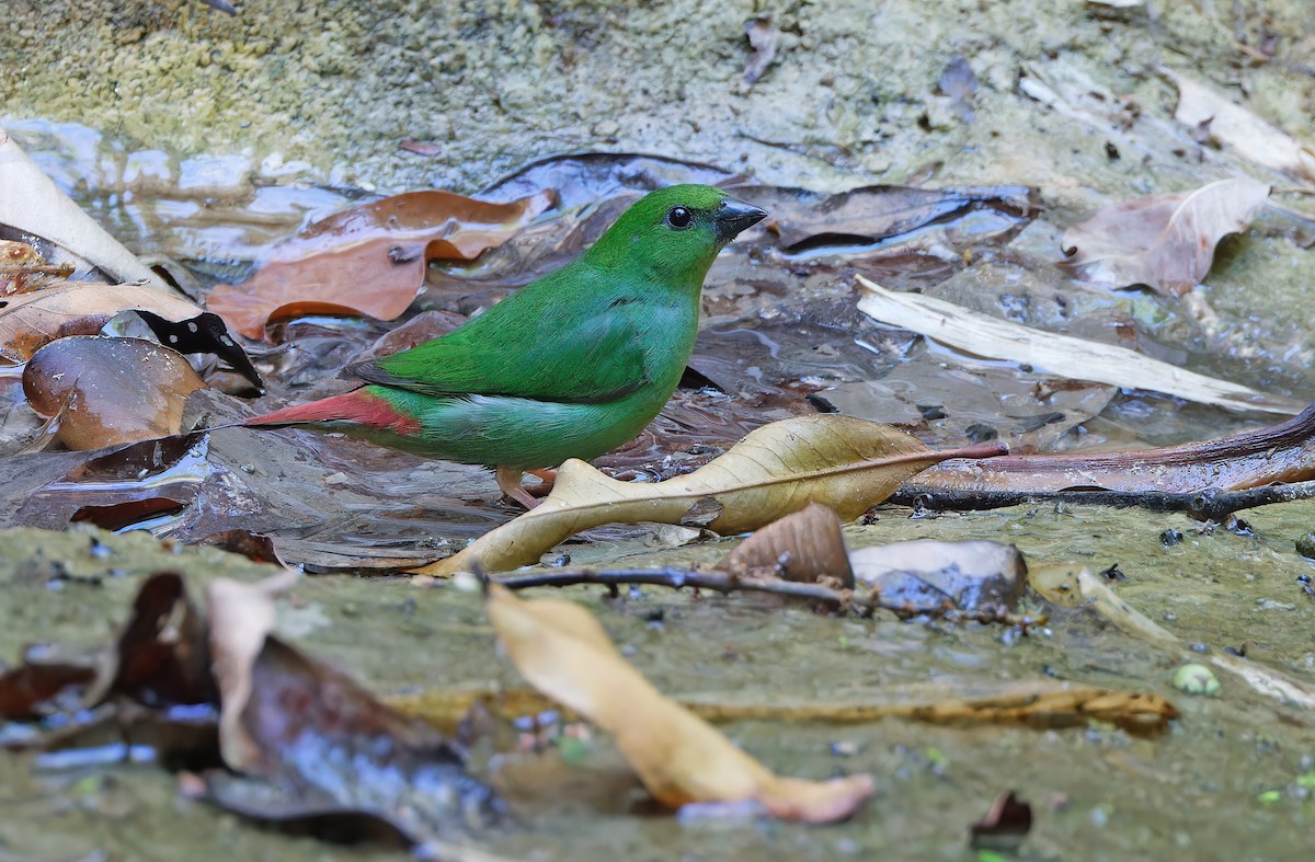 Green-faced Parrotfinch - ML619170048