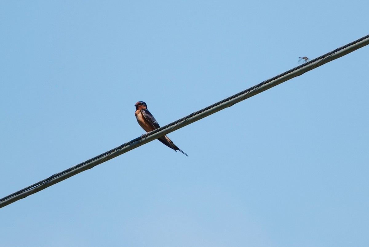 Barn Swallow - deborah grimes