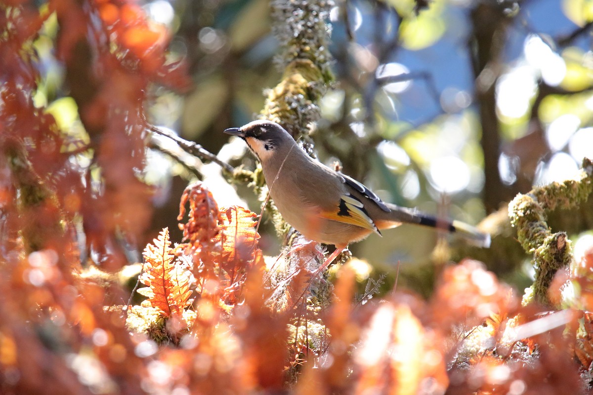 Variegated Laughingthrush - Vivek Sarkar