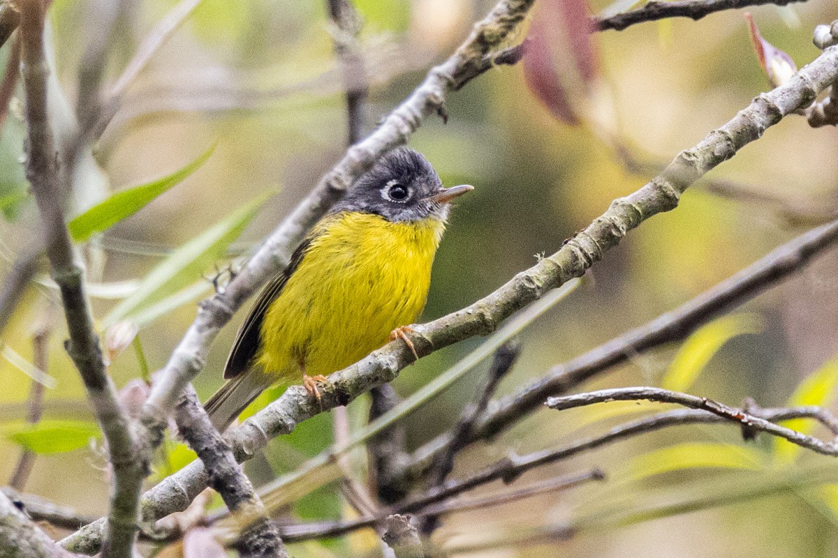 Gray-cheeked Warbler - Uday Agashe