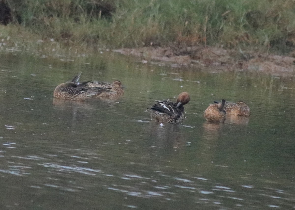 Northern Pintail - Afsar Nayakkan