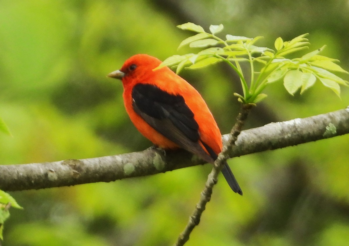 Scarlet Tanager - Matt Kelly