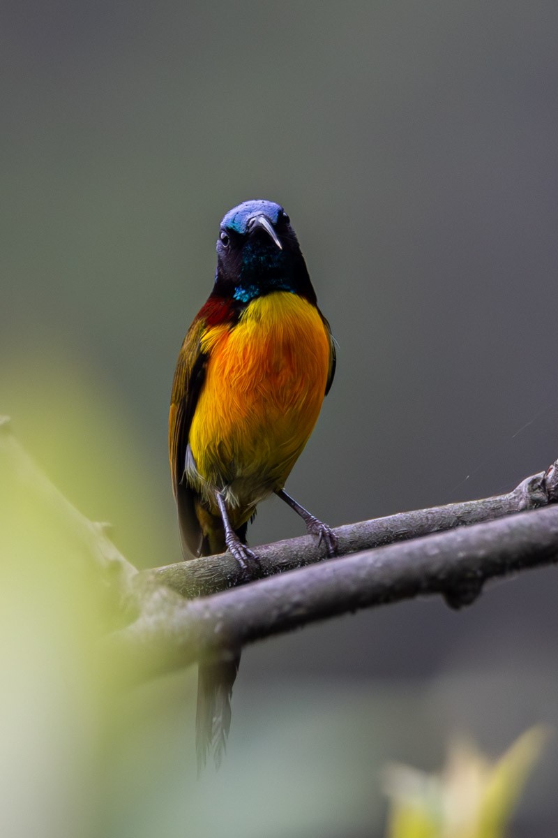 Green-tailed Sunbird - Uday Agashe