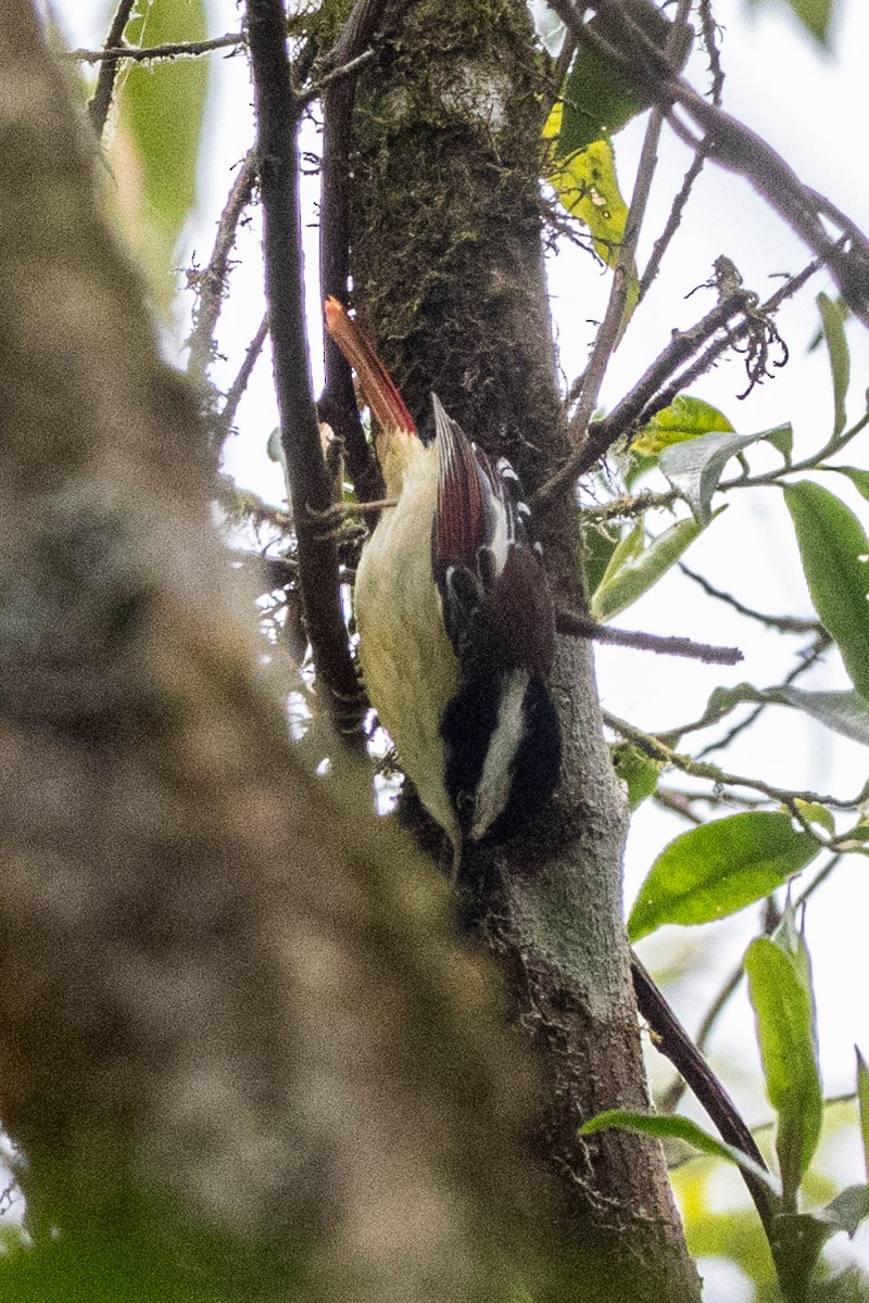 Chestnut-tailed Minla - Uday Agashe