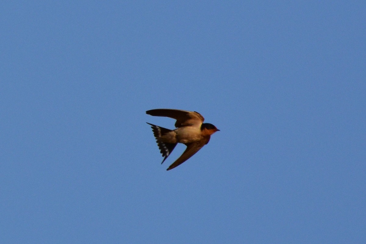 Barn Swallow - ML61917011