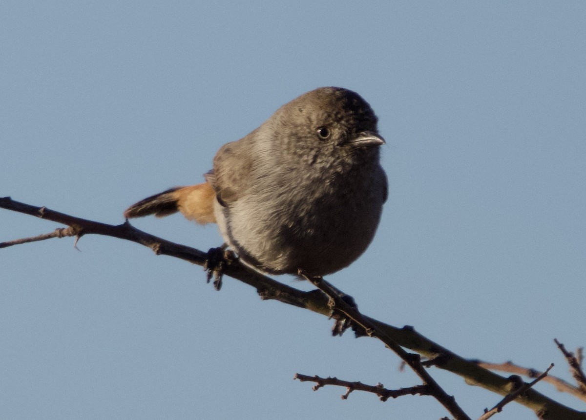 Chestnut-rumped Thornbill - Yvonne van Netten