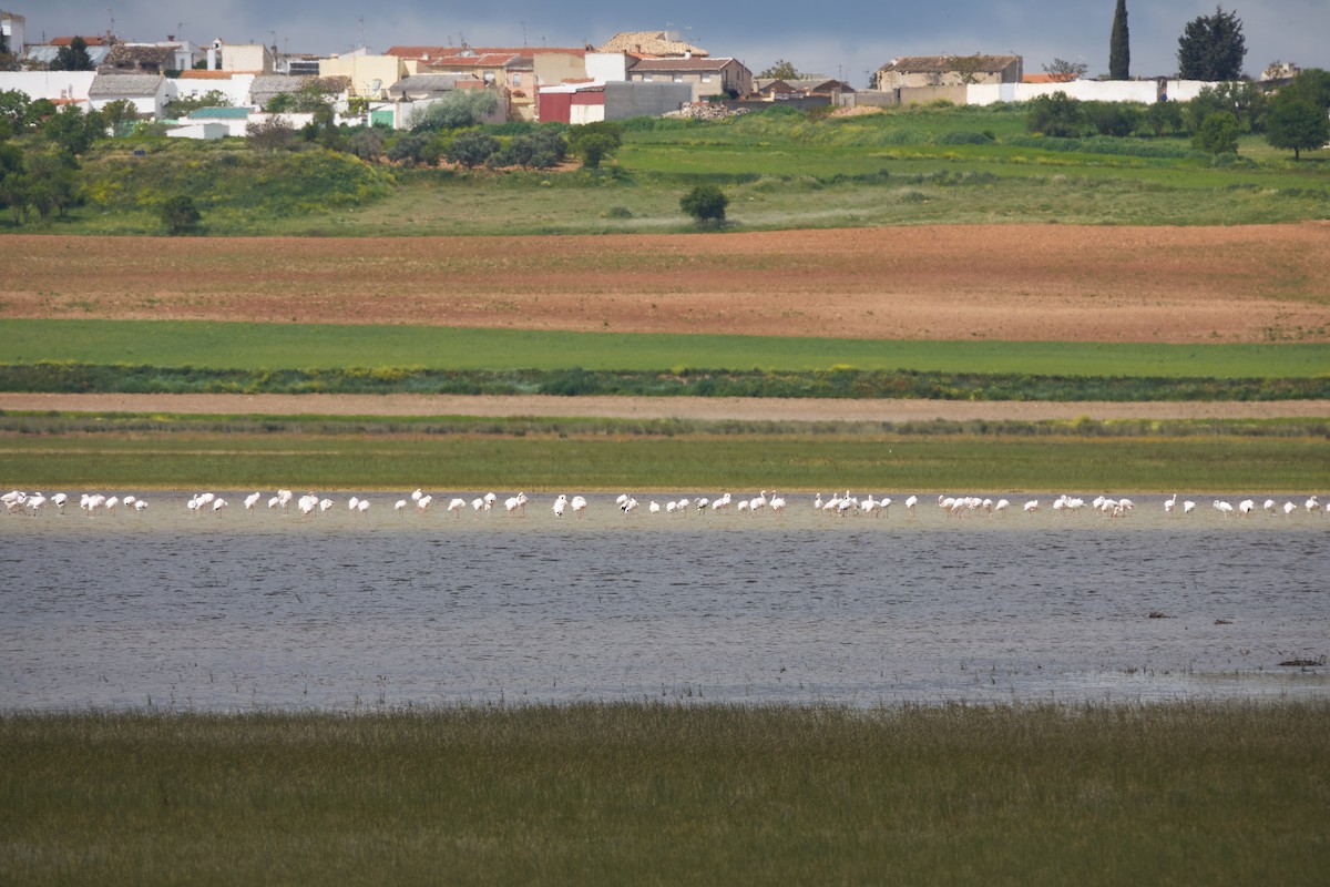 Greater Flamingo - Luis Manso