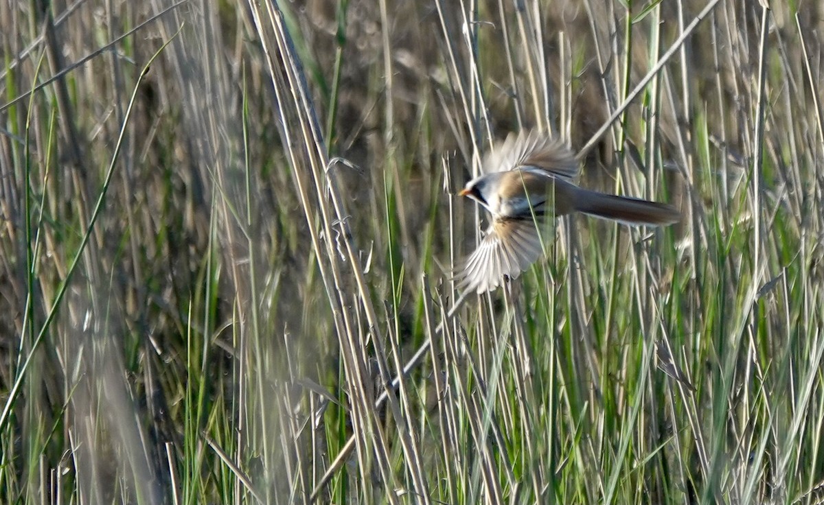 Bearded Reedling - Martin Kennewell