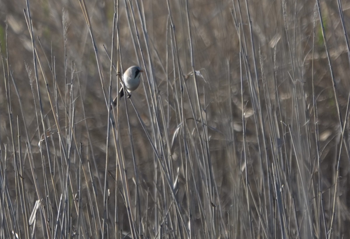 Bearded Reedling - Martin Kennewell