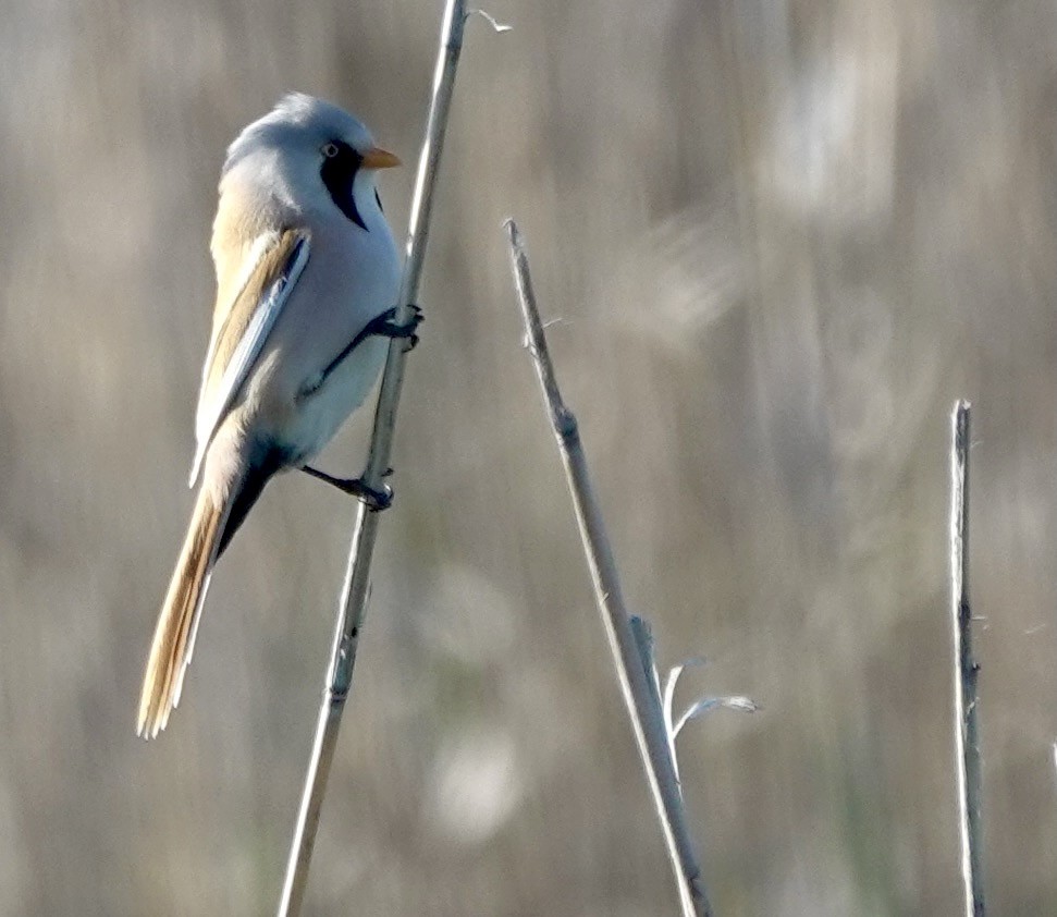 Bearded Reedling - Martin Kennewell