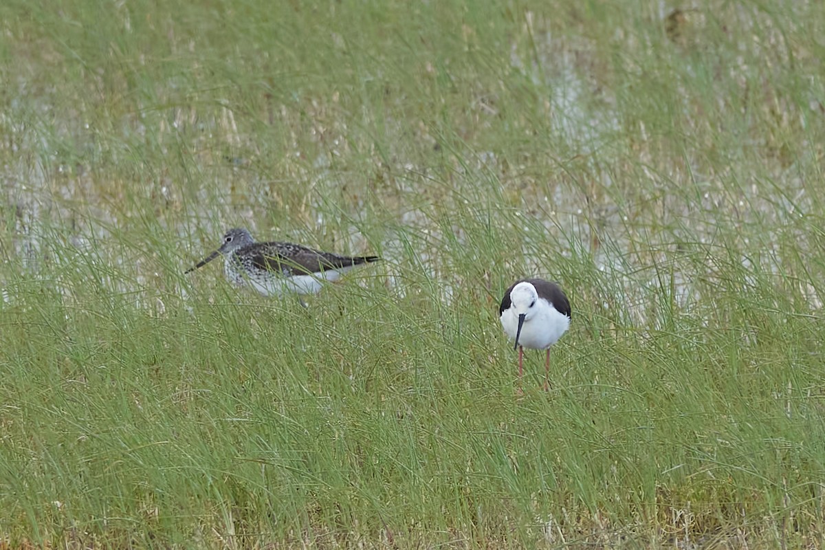 Black-winged Stilt - Luis Manso