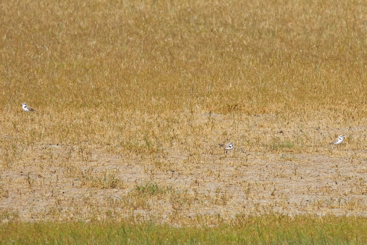 Kentish Plover - Luis Manso