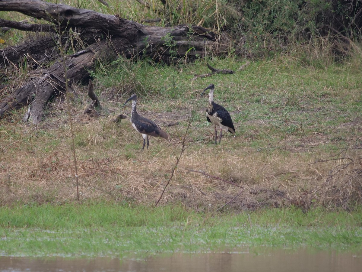 Straw-necked Ibis - Frank Coman