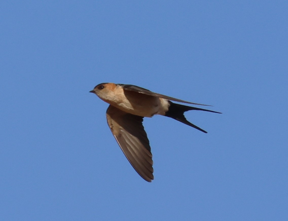 Red-rumped Swallow - Faustino Chamizo Ragel