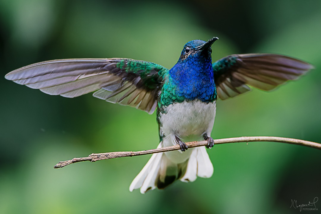 White-necked Jacobin - Juan Carlos Lopez Mejia