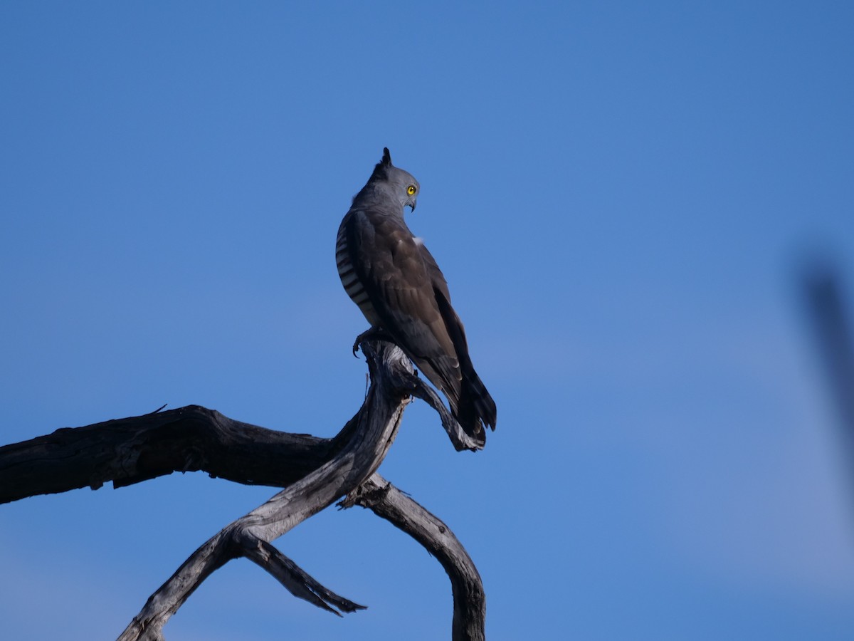 Pacific Baza - Frank Coman