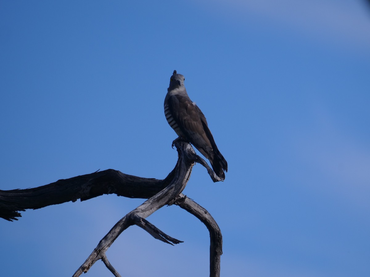 Pacific Baza - ML619170198