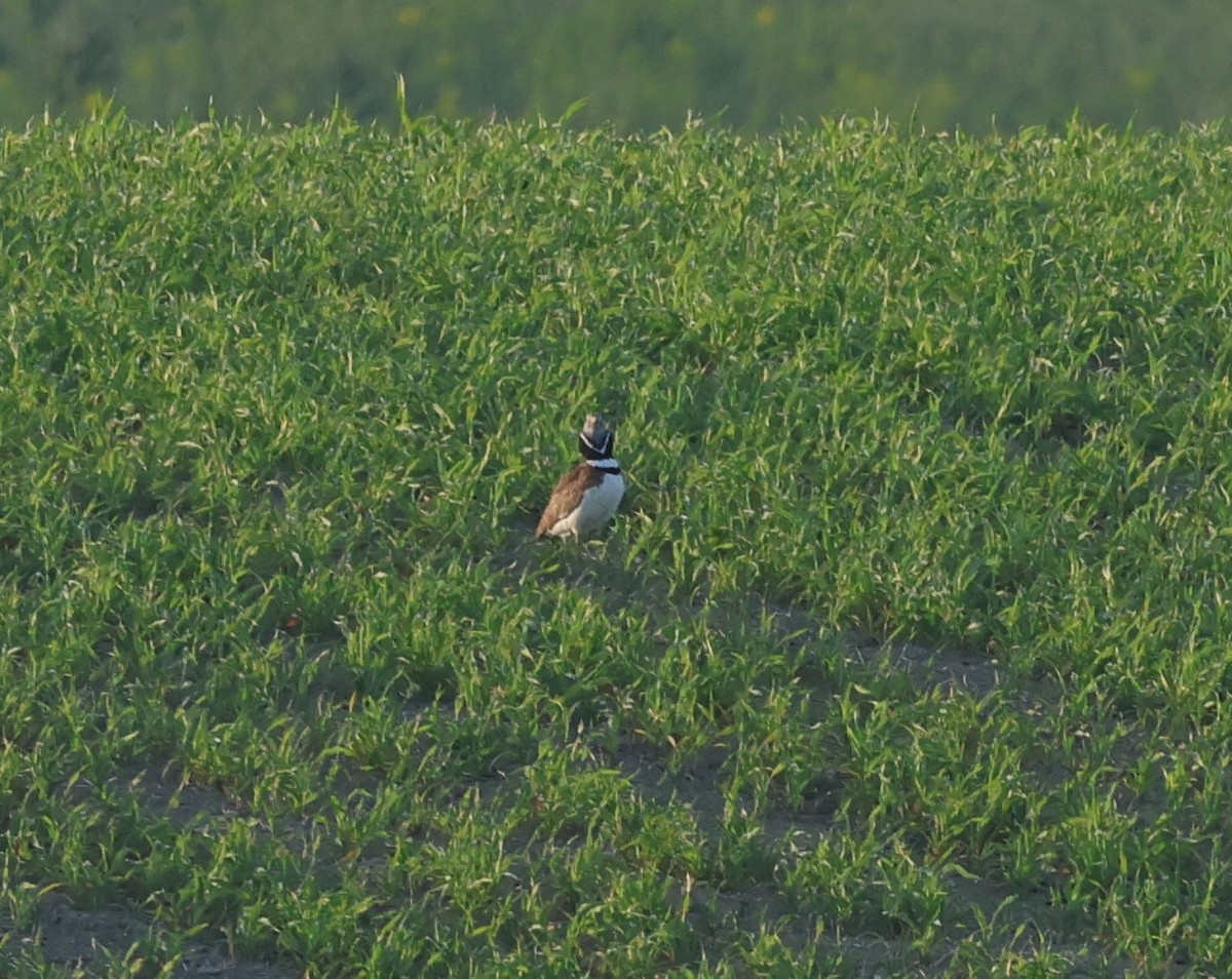 Little Bustard - Faustino Chamizo Ragel