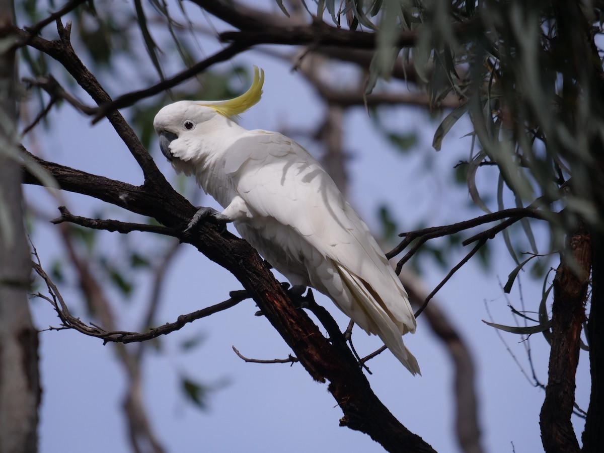 Sulphur-crested Cockatoo - ML619170208