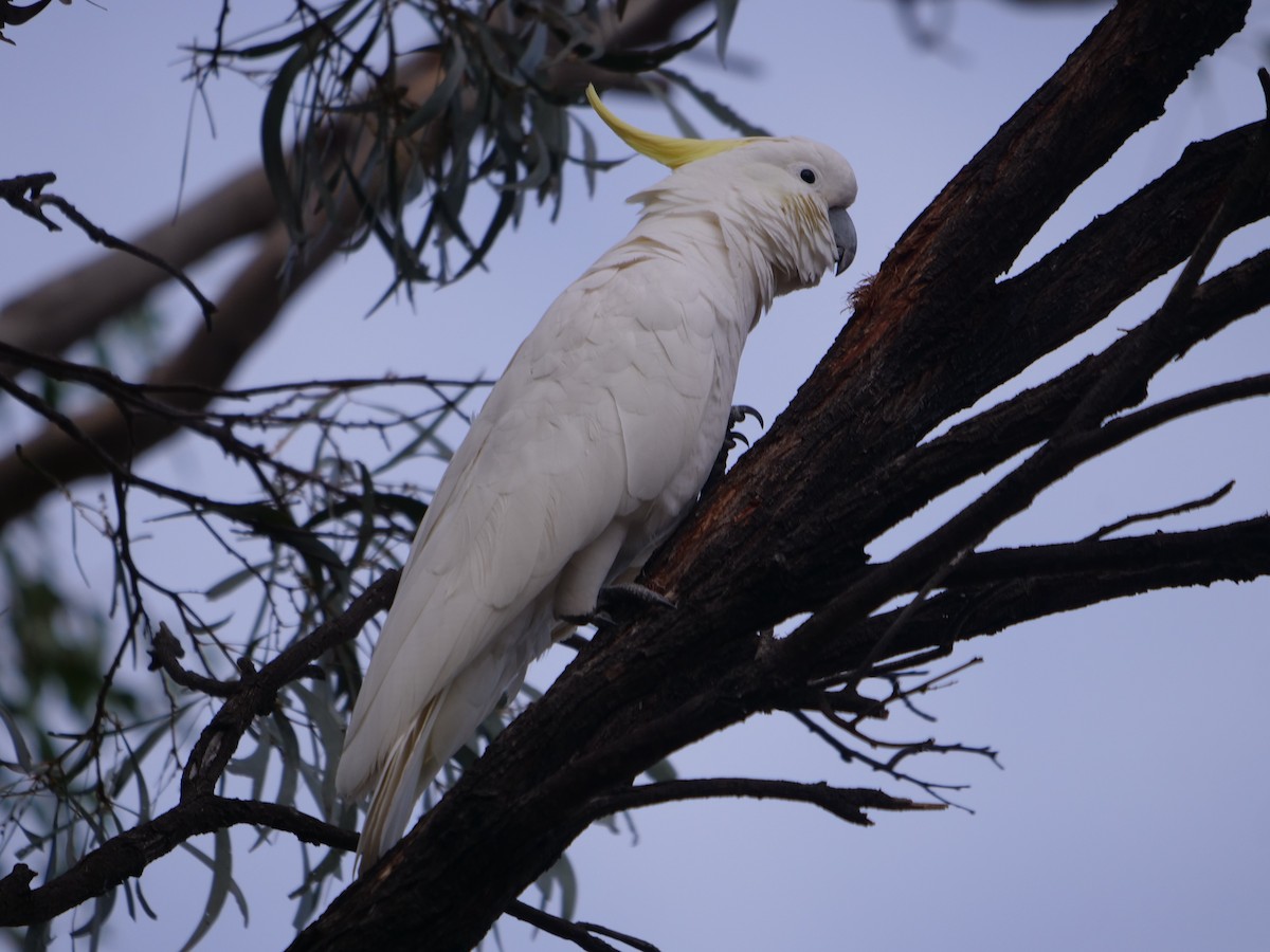 Sulphur-crested Cockatoo - ML619170209