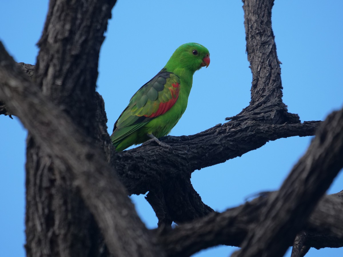 Red-winged Parrot - Frank Coman