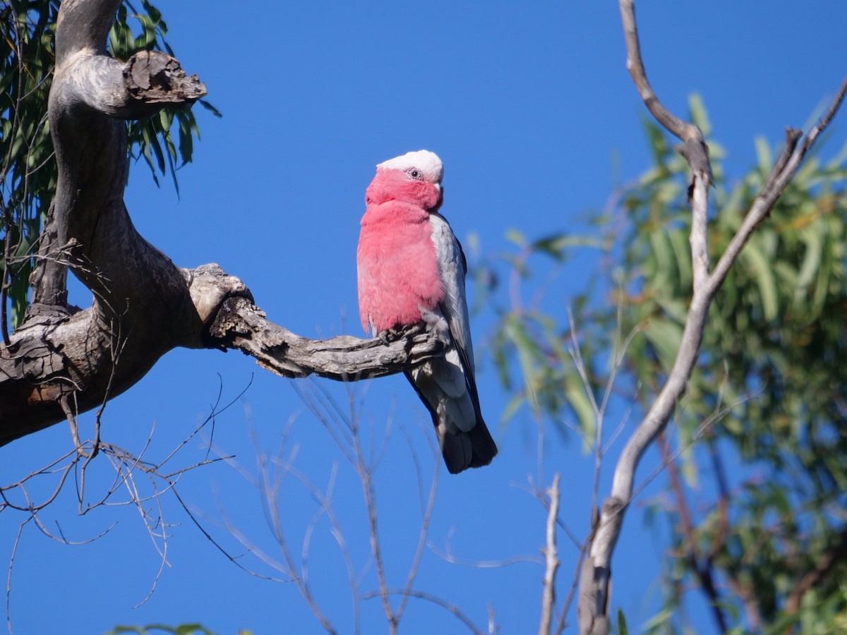 Galah - Frank Coman