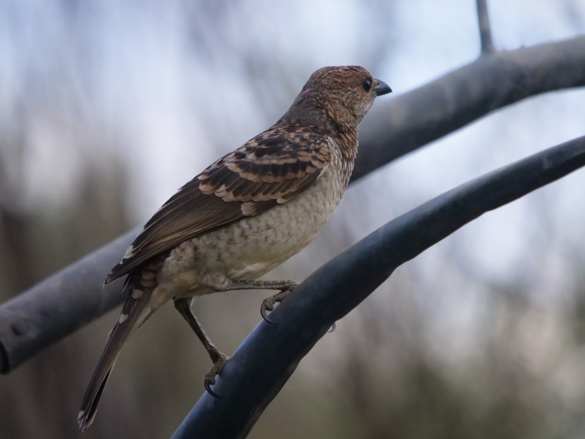 Spotted Bowerbird - Frank Coman