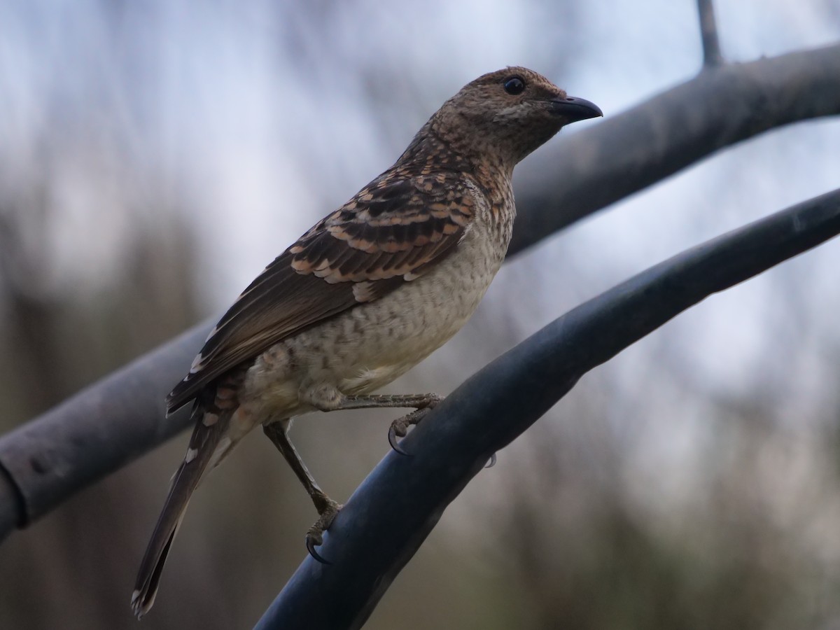 Spotted Bowerbird - Frank Coman