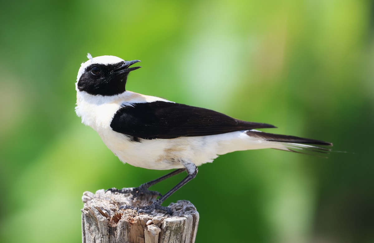 Western Black-eared Wheatear - Faustino Chamizo Ragel