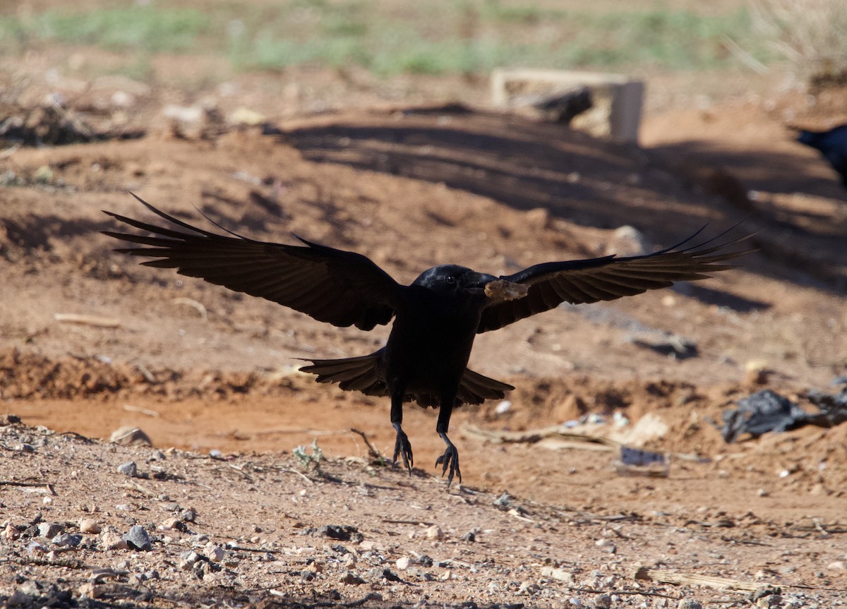 Little Raven - Yvonne van Netten