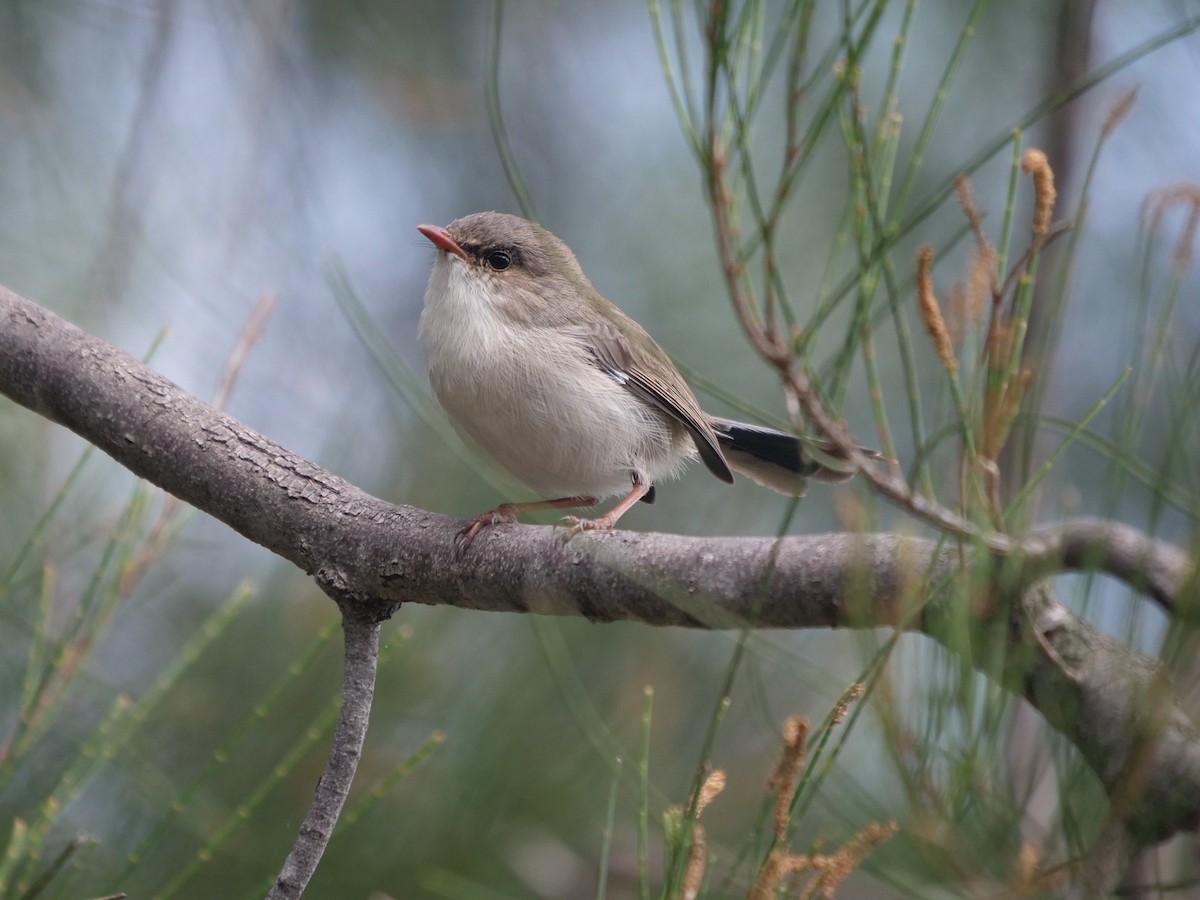 Superb Fairywren - Frank Coman