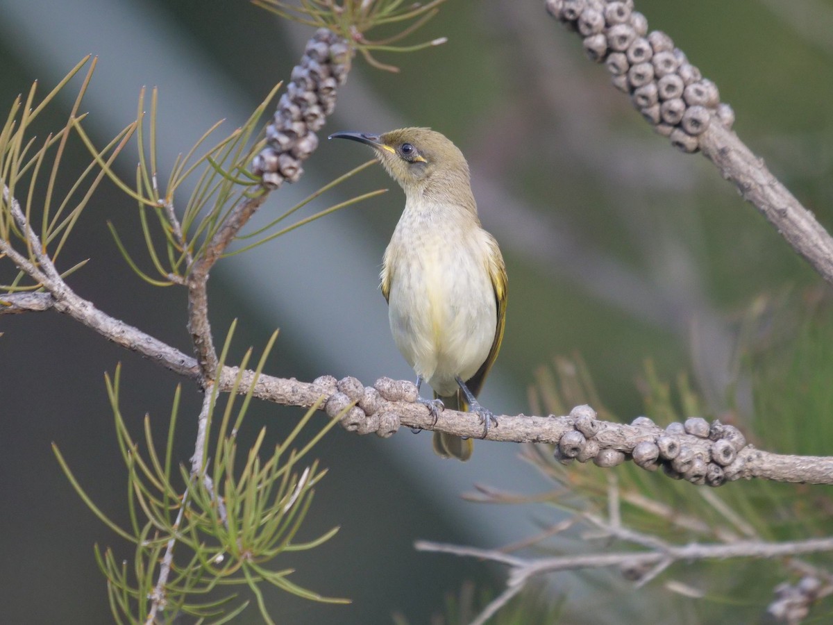 Brown Honeyeater - Frank Coman