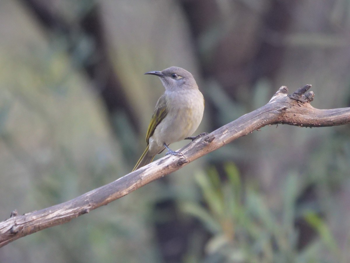 Brown Honeyeater - Frank Coman