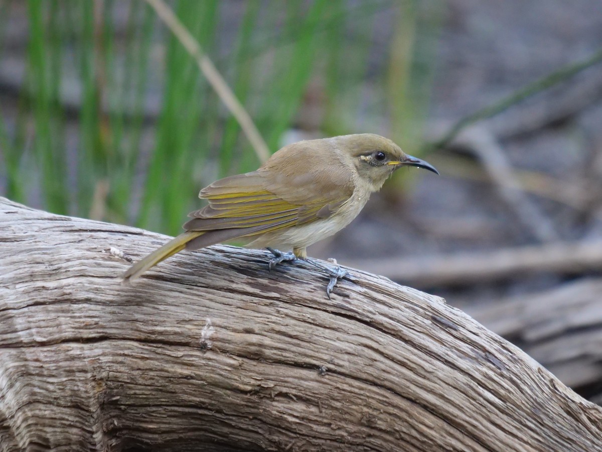 Brown Honeyeater - Frank Coman