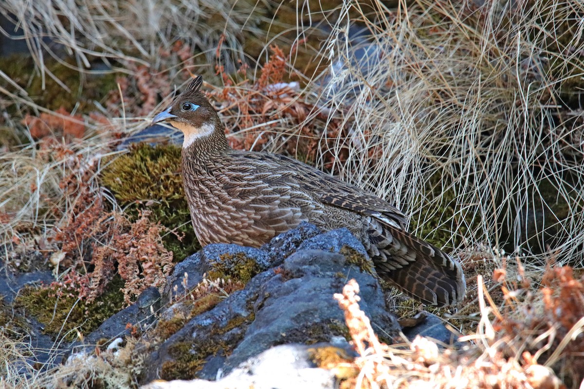 Himalayan Monal - ML619170274