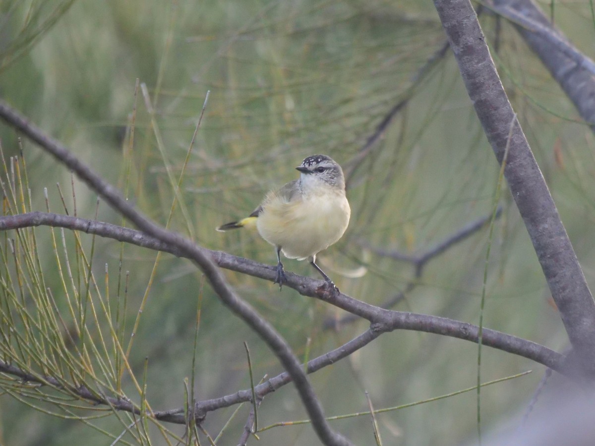 Yellow-rumped Thornbill - Frank Coman