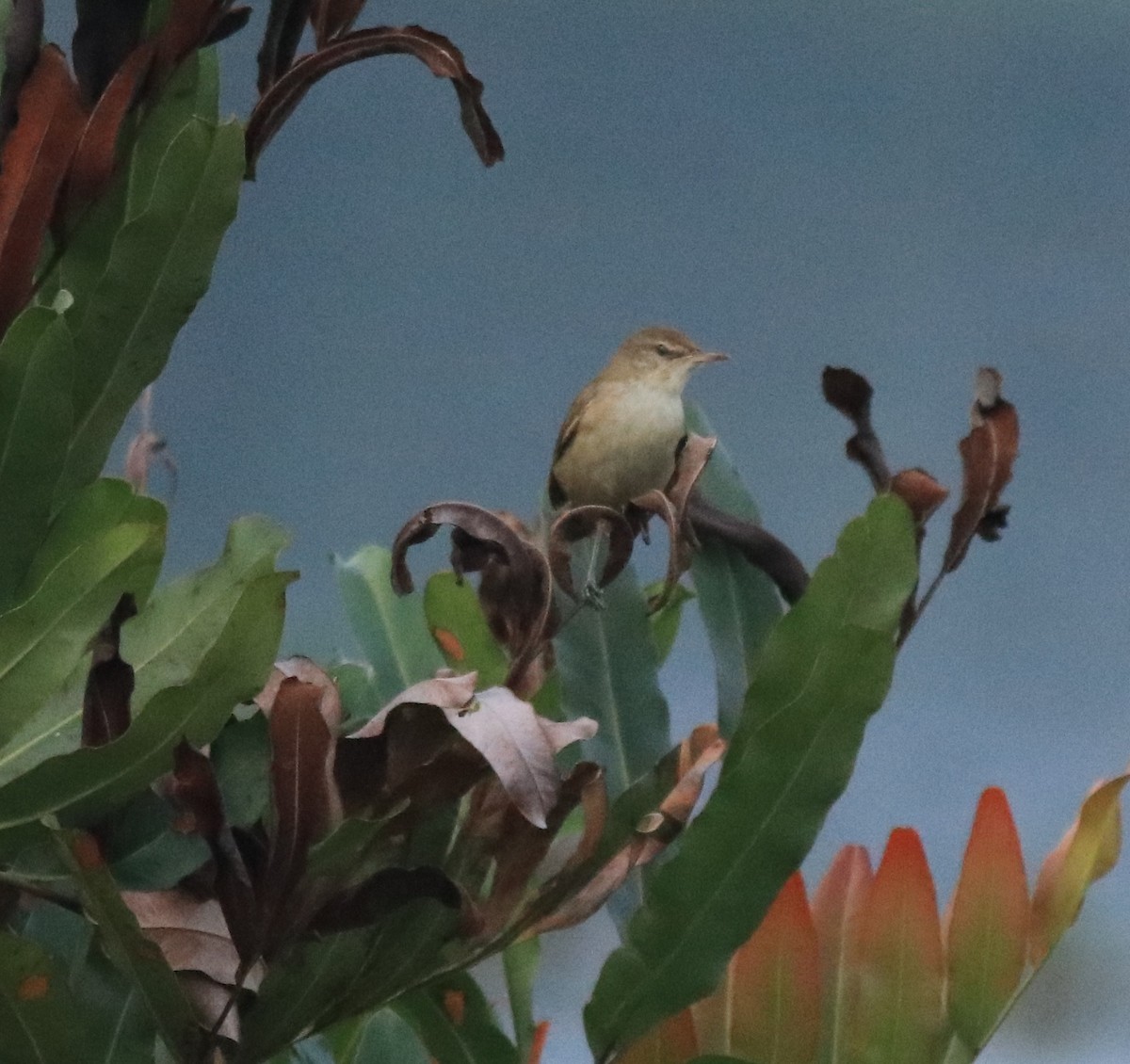 Clamorous Reed Warbler - Afsar Nayakkan