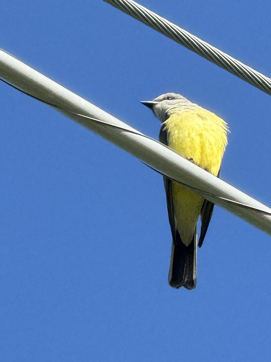 Western Kingbird - ML619170306