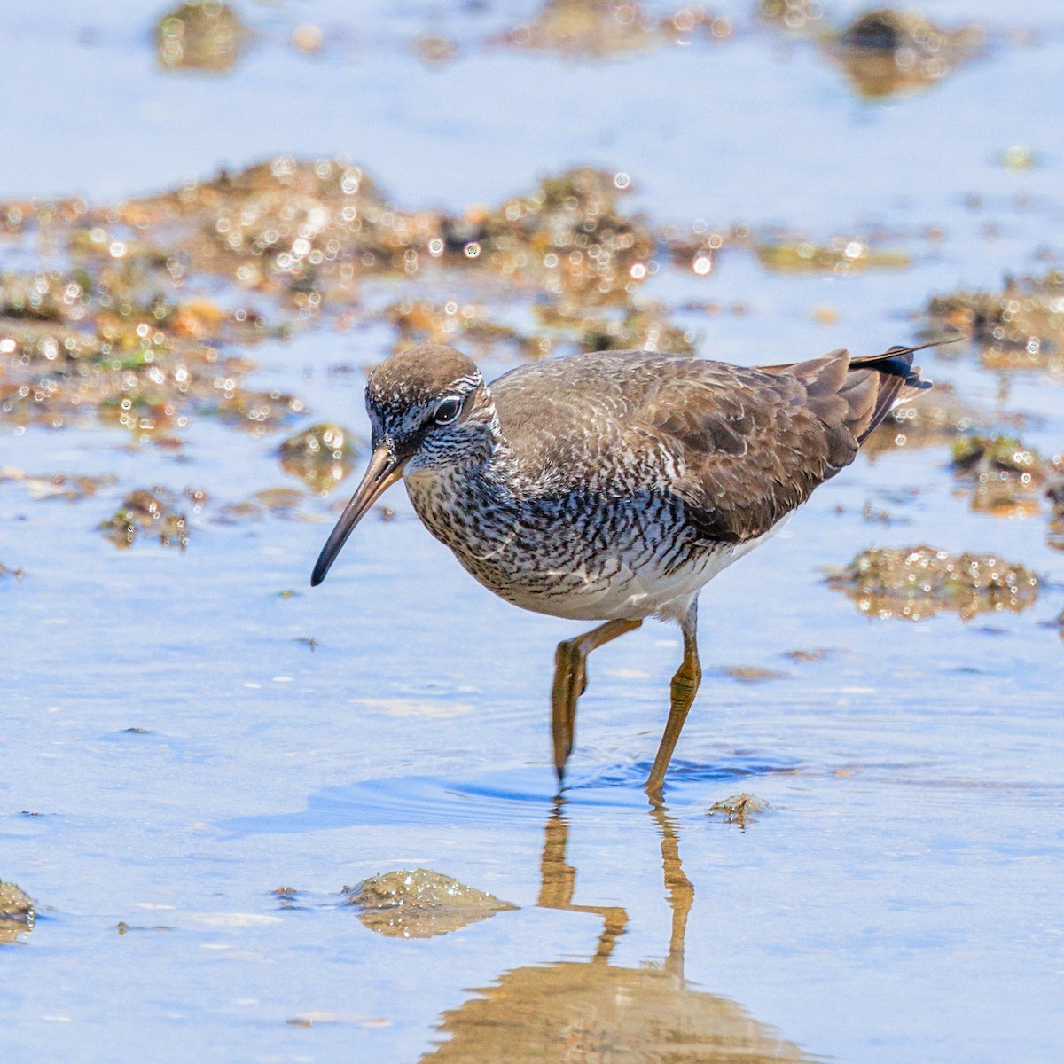 Gray-tailed Tattler - ML619170319