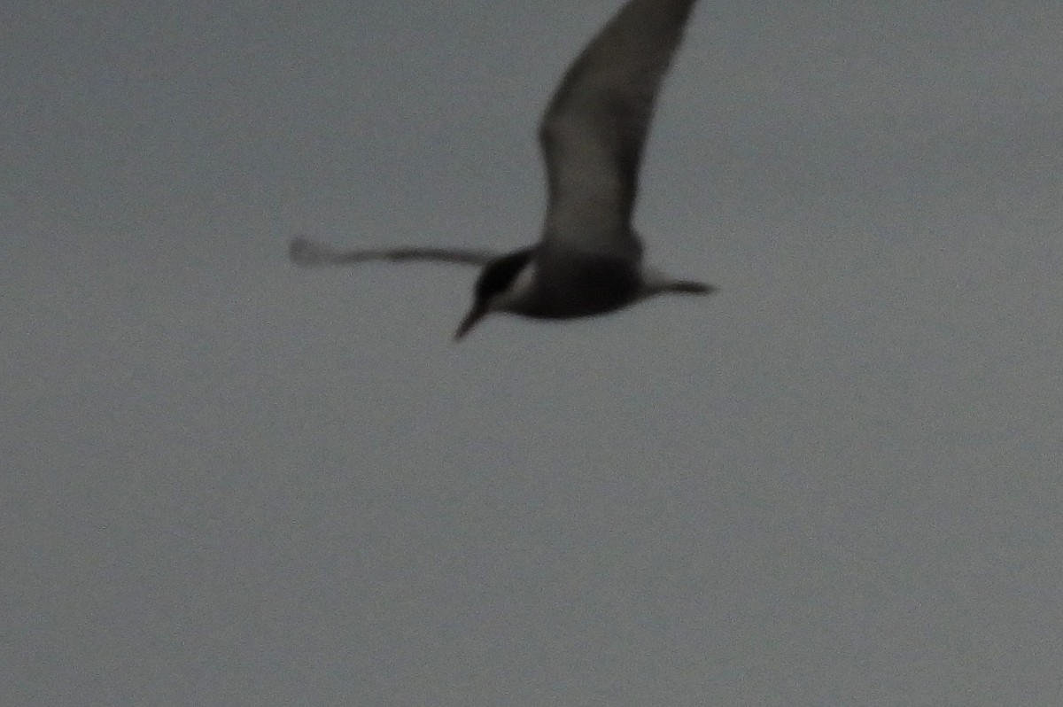 Whiskered Tern - Jiří Bartoš