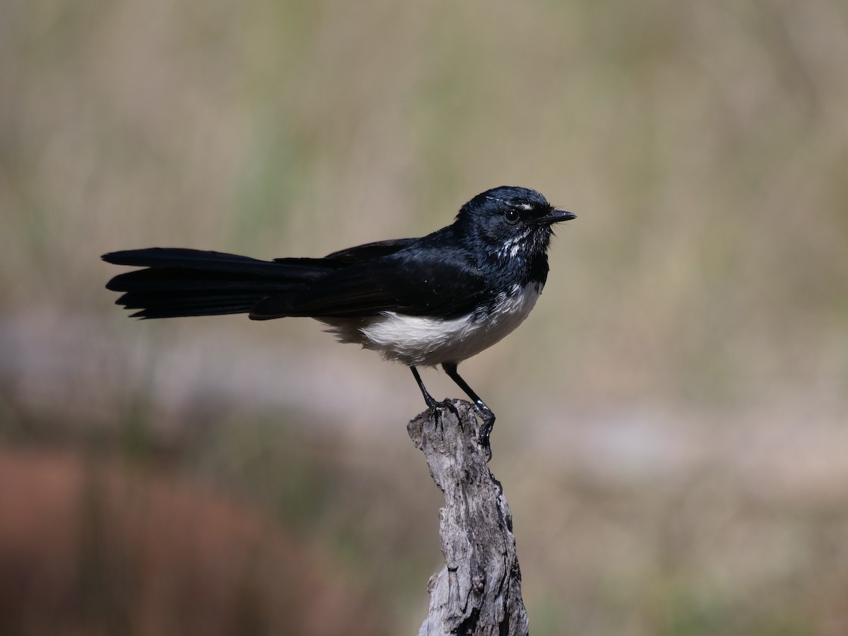 gallaviftestjert - ML619170359