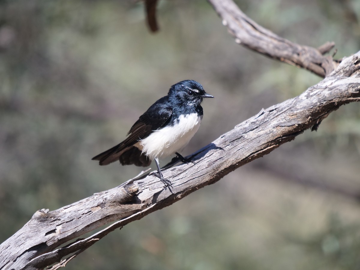 gallaviftestjert - ML619170360