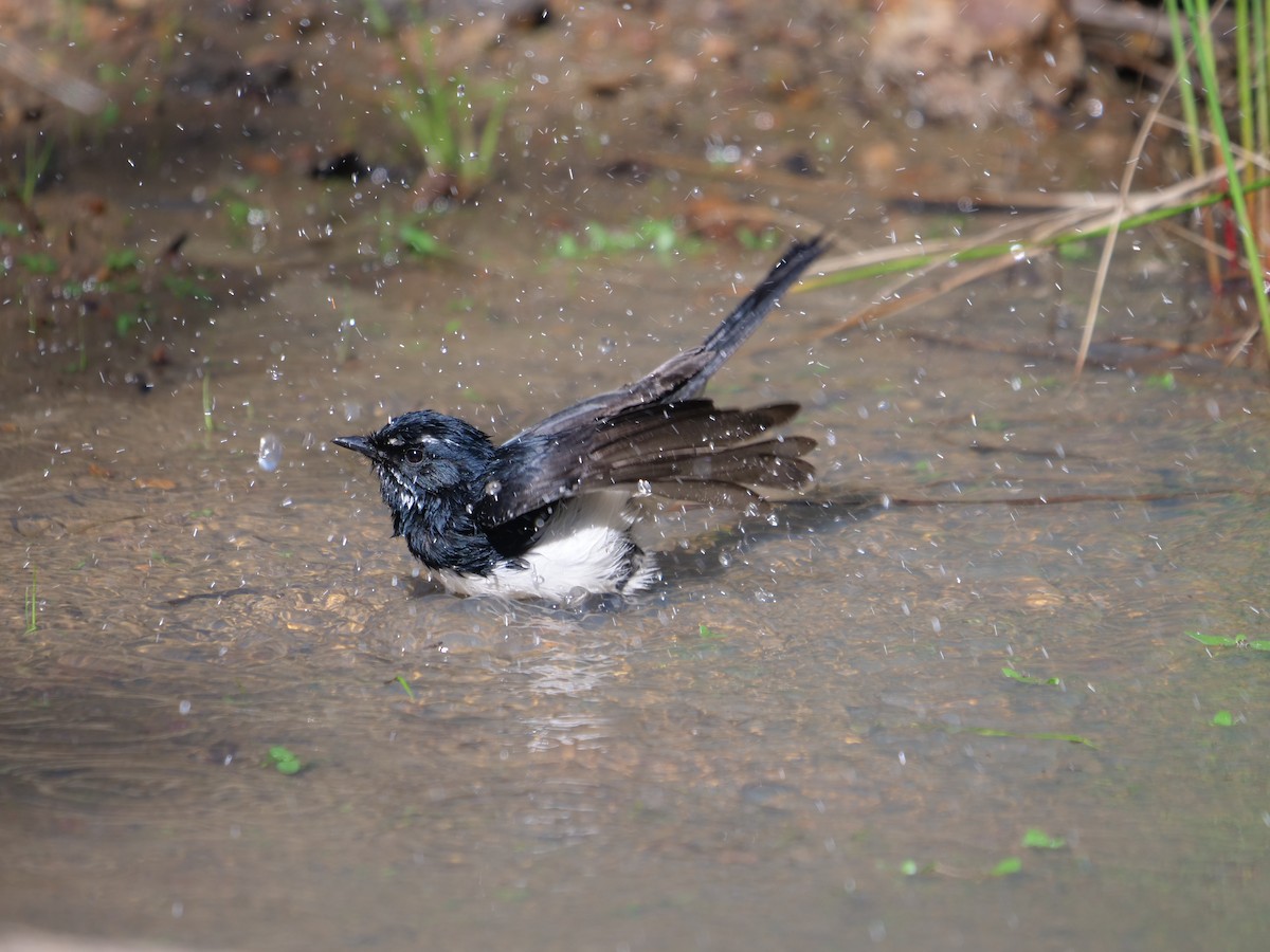 gallaviftestjert - ML619170361