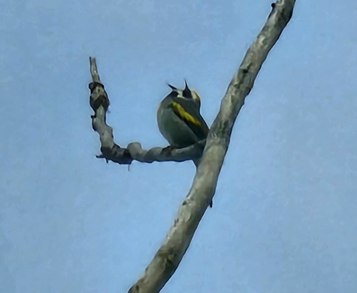 Golden-winged Warbler - Rick Koval